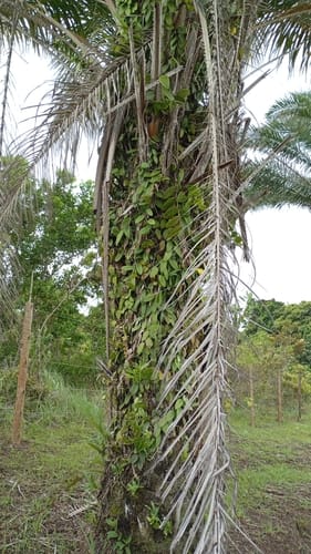 Vanilla palmarum