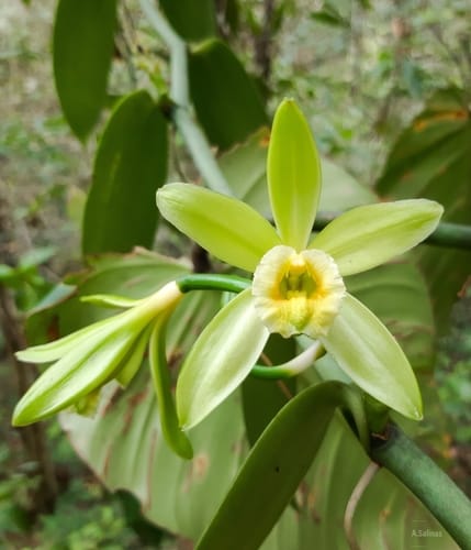 Vanilla planifolia