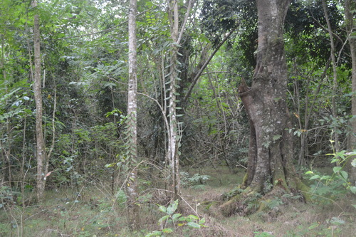 Vanilla tahitensis