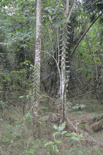 Vanilla tahitensis