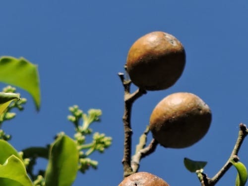 Vantanea compacta