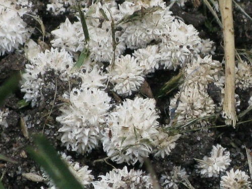 Vascellum curtisii