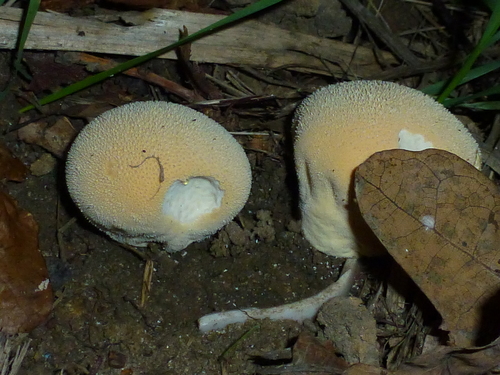 Vascellum pratense