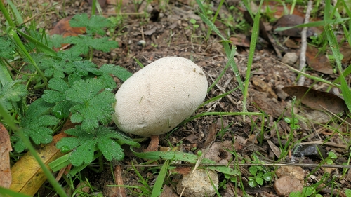 Vascellum pratense