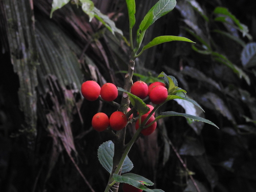Vasconcellea microcarpa
