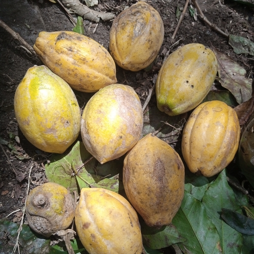 Vasconcellea pubescens