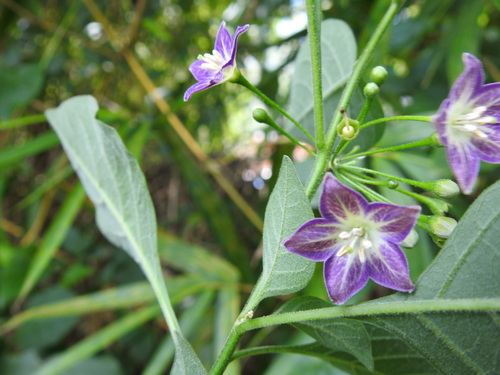 Vassobia breviflora