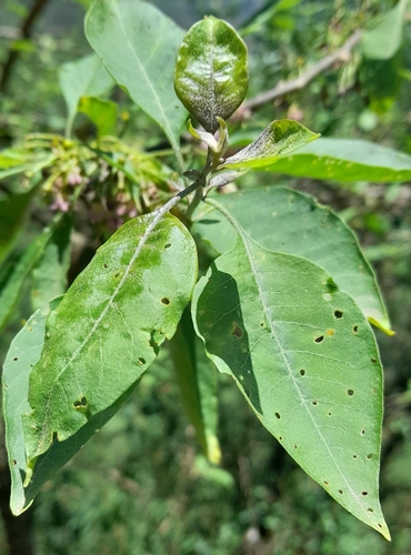 Vassobia breviflora