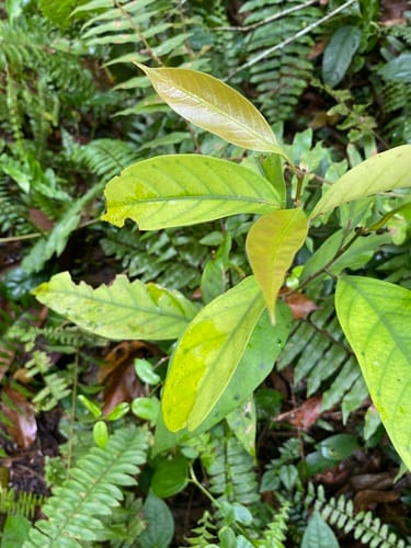 Vatica pauciflora