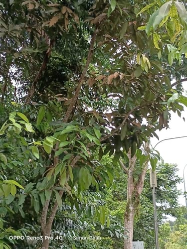 Vatica rassak