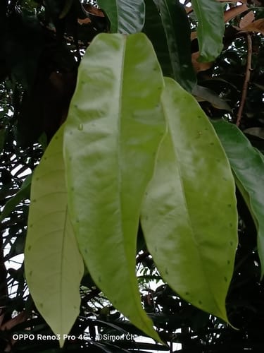 Vatica rassak