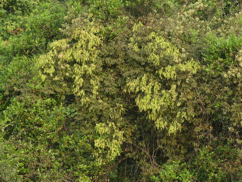 Ventilago maderaspatana