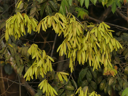 Ventilago maderaspatana