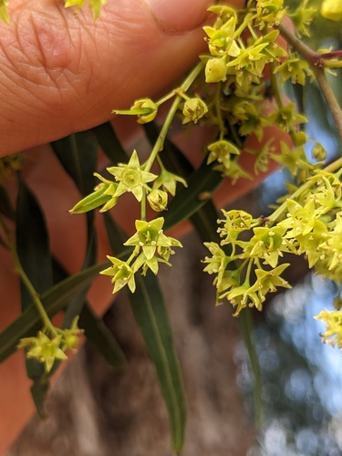 Ventilago viminalis