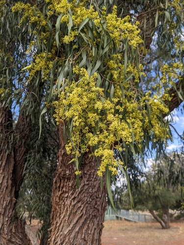Ventilago viminalis