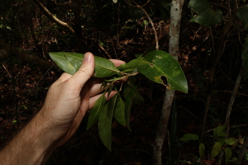 Vepris simplicifolia