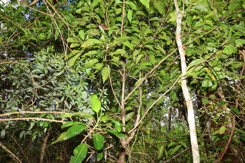 Vepris simplicifolia
