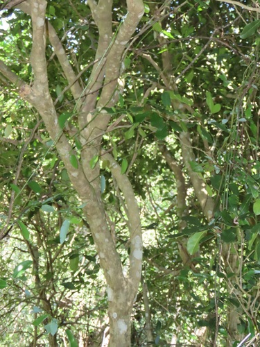 Vepris trichocarpa