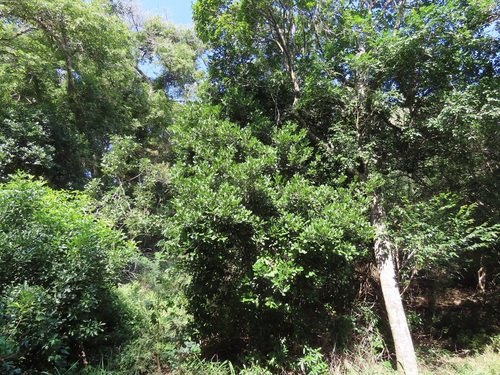 Vepris trichocarpa