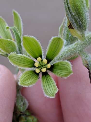 Veratrum viride