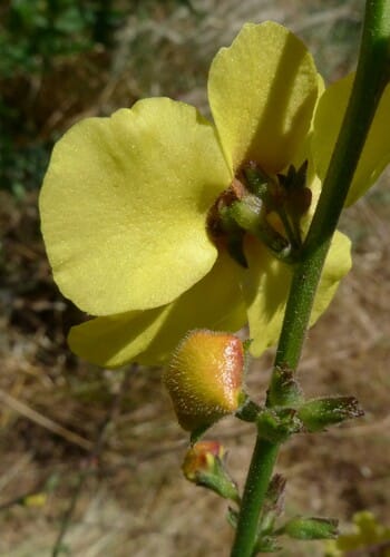 Verbascum sinuatum