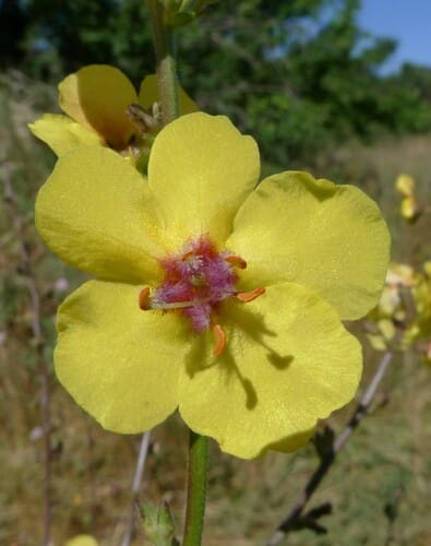 Verbascum sinuatum