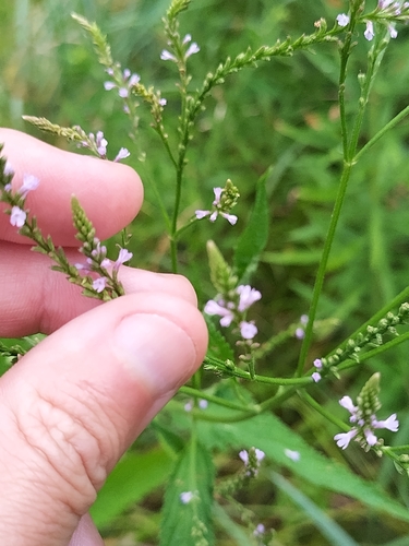 Verbena hastata