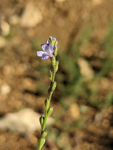 Verbena officinalis