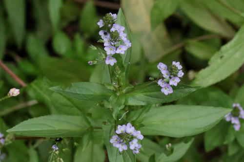 Veronica anagallis