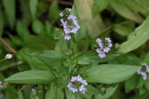 Veronica anagallis-aquatica