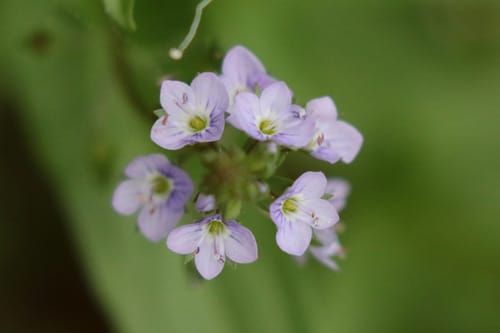 Veronica anagallis-aquatica