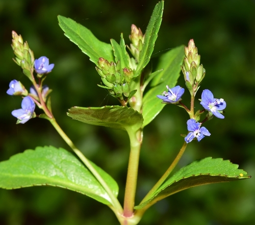 Veronica beccabunga