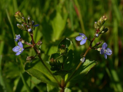 Veronica beccabunga