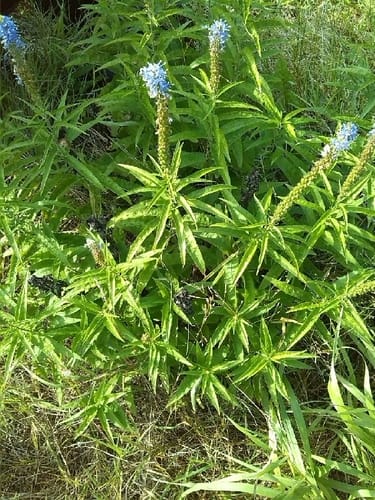 Veronica longifolia