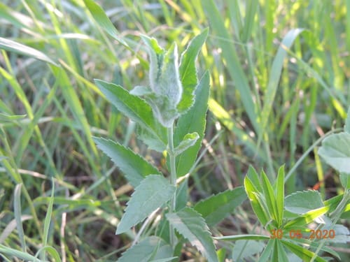 Veronica longifolia