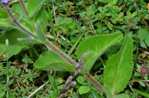 Veronica officinalis