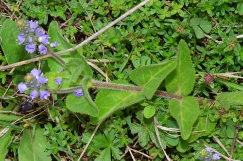Veronica officinalis