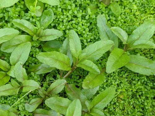 Veronica undulata