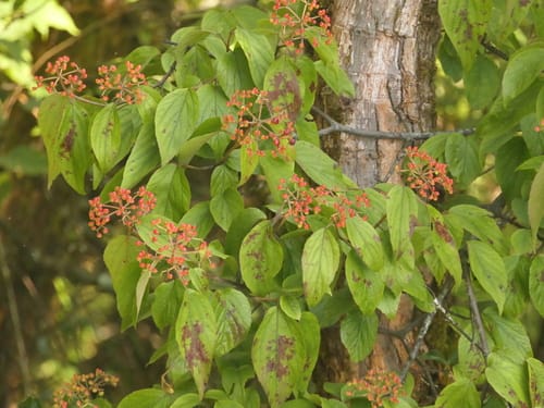 Viburnum mullaha