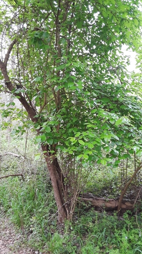 Viburnum rufidulum