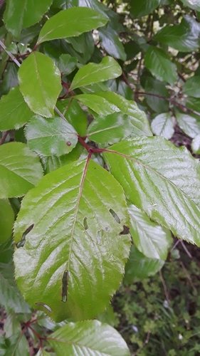 Viburnum rufidulum