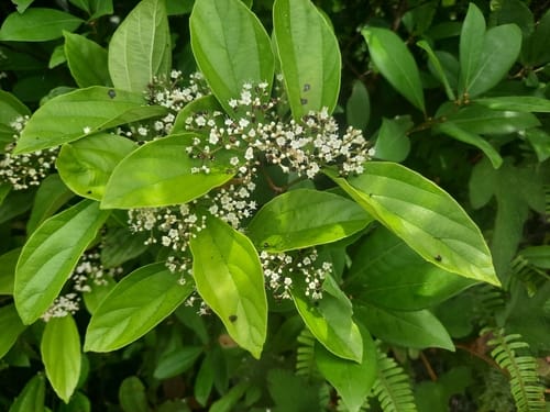 Viburnum sempervirens