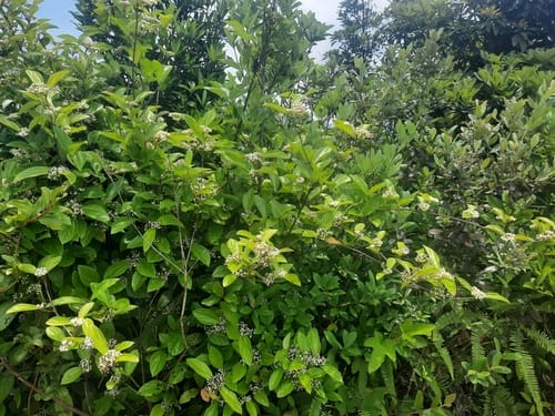 Viburnum sempervirens