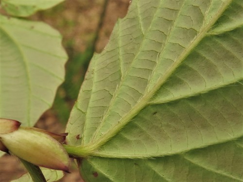 Viburnum setigerum