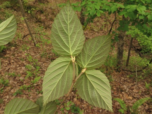 Viburnum setigerum