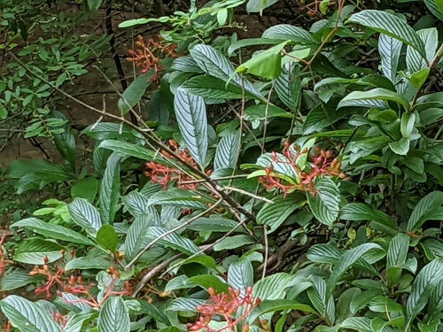 Viburnum sieboldii
