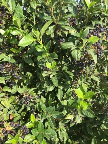 Viburnum tinus