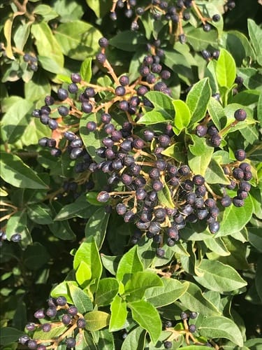 Viburnum tinus