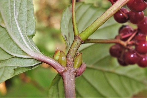 Viburnum wrightii subsp. hessei