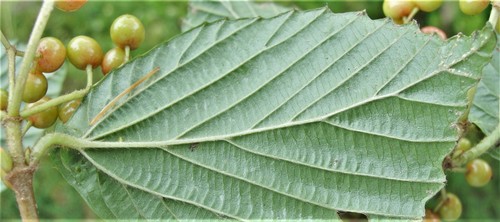 Viburnum wrightii subsp. hessei